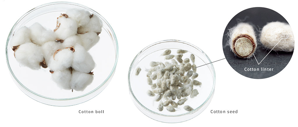 simply when cosmic calm (12 pcs with display case)